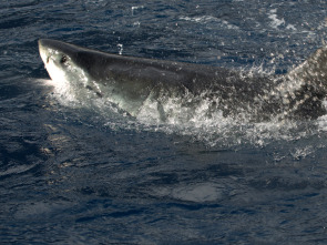 Contando tiburones