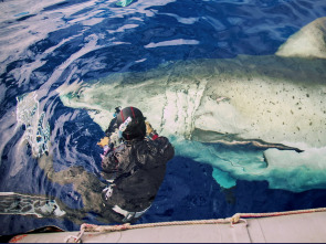 Imagen de Gran tiburón blanco vs. tiburón tigre - 3