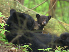 Imagen de Los Osos de los Parques Nacionales de America - 3