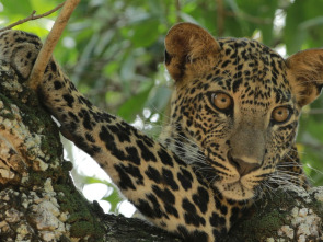 Imagen de El Leopardo de Sri Lanka - 4