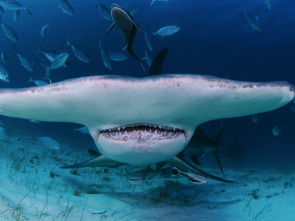 Imagen de Cuando los tiburones...: Sharktober - 3