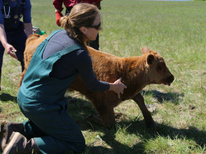 Una veterinaria...: Renos a la fuga