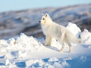 Imagen de La increíble migración...: Making of - 3