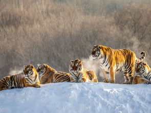 El reino secreto del tigre de Amur