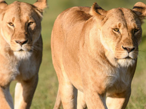 Imagen de Reinas del mundo salvaje: Reinas africanas - 2
