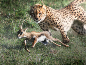Imagen de Predador vs. presa: Guepardos - 2