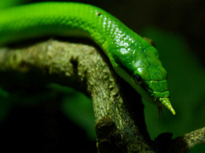Imagen de Wild Vietnam  - 2
