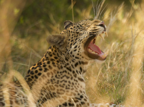 Safari letal: León vs. búfalo