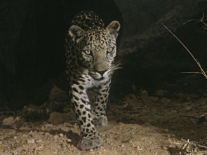 Imagen de Wild Arabia: Arabia Saudí - 2