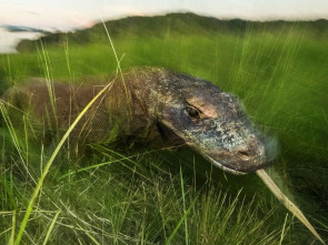 Dragón de Komodo: el rey de los reptiles