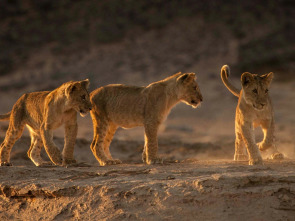 Los leones de la Costa de los Esqueletos