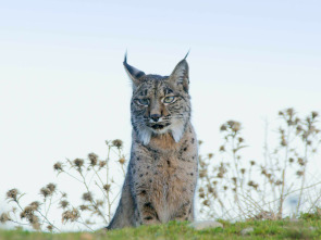 Imagen de La tierra del lince...: Invierno - 2