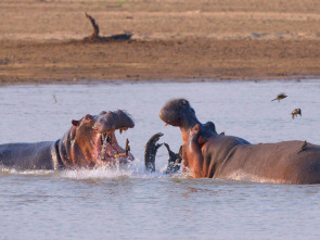 Imagen de Especial animales letales de África: Jugando al escondite - 1