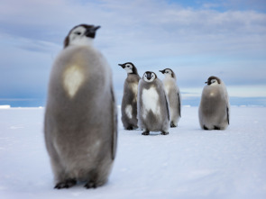 Imagen de Los secretos de los pingüinos  - 2