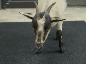 Imagen de Veterinarios de Nebraska (T3) - 3