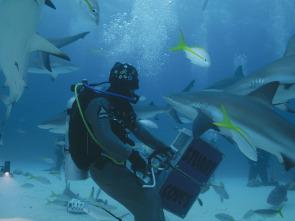 Imagen de Investigación: ataques...: Tiburones blancos de California - 2