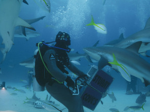 Imagen de Investigación: ataques...: Tiburones tigre en Hawái - 2