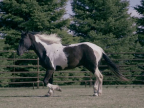 Imagen de Veterinarios de Nebraska (T4) - 5
