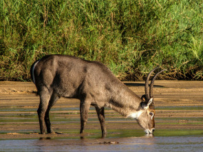 Imagen de Gigantes de los ríos de África - 1