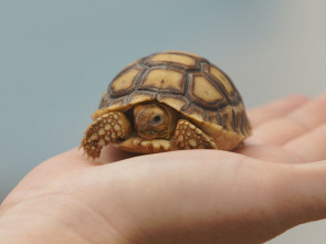 Imagen de Critter fixers:...: Lagartijas saltarinas - 2