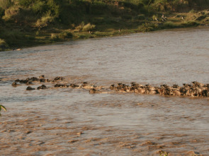 Imagen de Guerras de cocodrilos - 1