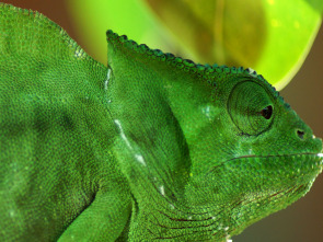 Imagen de Planeta reptil - 1