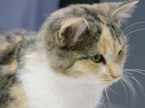 Imagen de Veterinarios de Nebraska: Patitas y garritas - 1