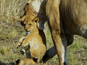 Imagen de Mara: el renacer de la...: El origen - 2