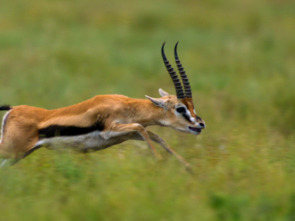 Imagen de Planeta felino - 2