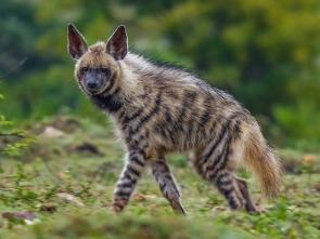 Imagen de Wild India: Nilgiris - 1