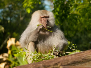 Imagen de Especial Los secretos...: Juegos de primates - 1