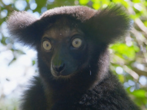 Imagen de Maravillas salvajes de...: Los animales más raros de Madagascar - 1