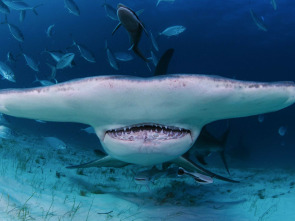 Imagen de Especial Cuando los tiburones atacan (T2) - 1