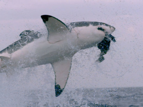 Imagen de Ataques de tiburones:...: Mar y tierra - 1