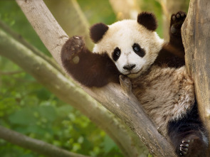 Imagen de Escuela de pandas  - 2
