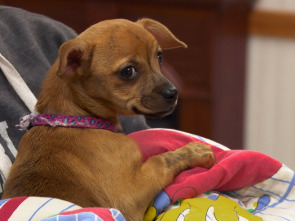 Imagen de Critter fixers:...: Si el zoológico encaja - 3