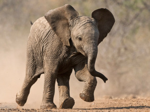 Imagen de Pequeños gigantes del mundo animal - 1