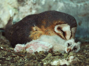 Imagen de Guarderías de la naturaleza - 1