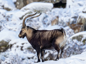 Imagen de Las cumbres de Europa: Gredos, rey de las montañas - 2
