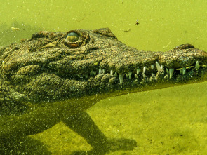 Imagen de Cocodrilos del Okavango - 1