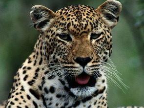 Imagen de Los animales más...: África - 1