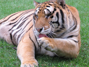 Imagen de Superfelinos - 1