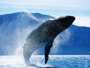 Imagen de Vida animal: En busca de la ballena azul - 1