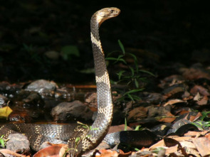 Imagen de Los secretos de la cobra real - 1