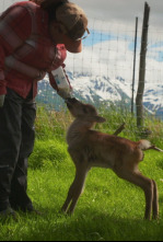 Imagen de Héroes de Alaska: pequeños supervivientes. Crecer duele - 4