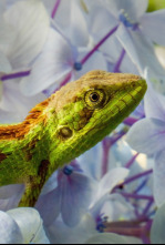 Imagen de Wild India: Nilgiris - 4