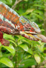 Imagen de Maravillas salvajes de Madagascar  - 4