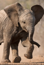 Imagen de Pequeños gigantes del mundo animal - 4