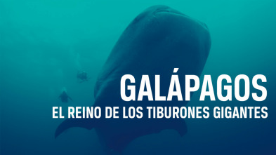 Galápagos: el reino de los tiburones gigantes