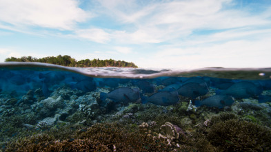 Planeta Azul II: Bosques submarinos